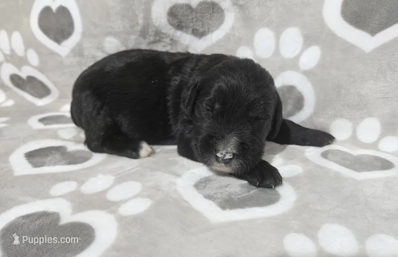 F1 Squash – Goldendoodle puppy for sale in Jacksonville, NC