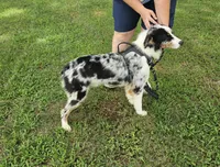 Walker, a male Miniature Australian Shepherd for sale in Jacksonville, NC – 4 of 4