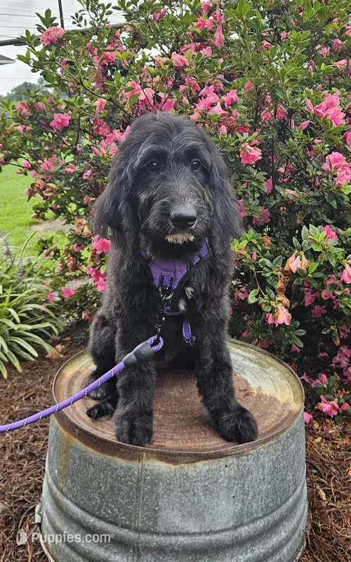F1 SweetPea – Goldendoodle puppy for sale in Jacksonville, NC