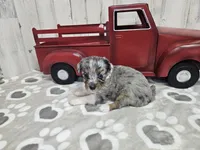 F1 Blueberry, a female Miniature Aussiedoodle for sale in Jacksonville, NC – 2 of 7