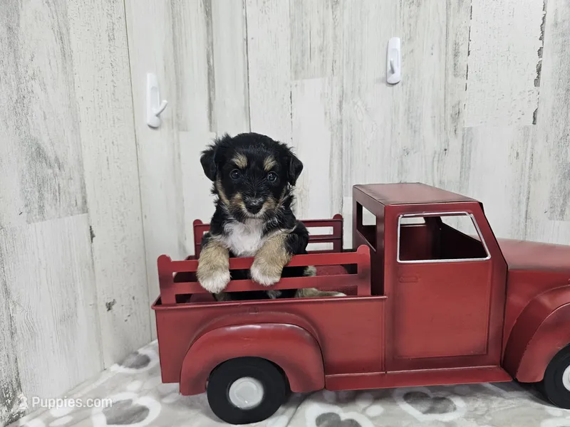 F1 Blackberry – Miniature Aussiedoodle puppy for sale in Jacksonville, NC