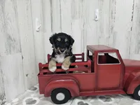 F1 Blackberry, a female Miniature Aussiedoodle for sale in Jacksonville, NC – 2 of 6