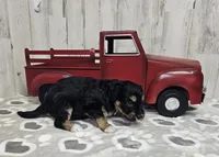 F1 Blackberry, a female Miniature Aussiedoodle for sale in Jacksonville, NC – 3 of 6