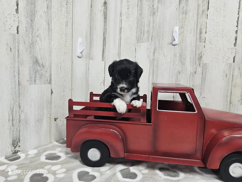 F1 Kiwi – Miniature Aussiedoodle puppy for sale in Jacksonville, NC