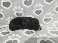 F1 Zucchini, a male Goldendoodle for sale in Jacksonville, NC – 3 of 3