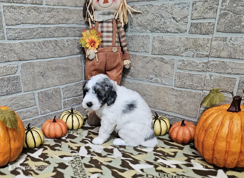 F1b Jolene – Miniature Bernedoodle puppy for sale in Jacksonville, NC