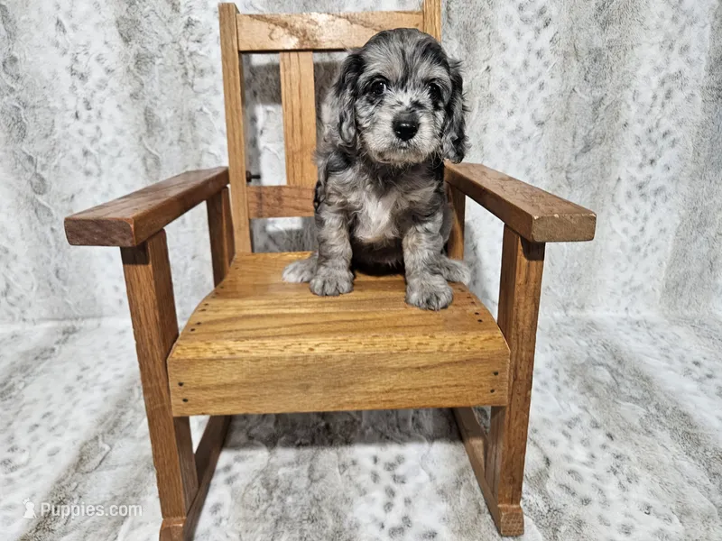 F1 Aphrodite – Cavapoo puppy for sale in Jacksonville, NC