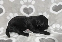 F1 SnowPea, a female Goldendoodle for sale in Jacksonville, NC – 2 of 3