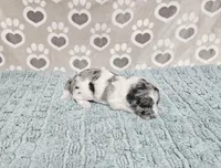 F1b Dolly, a female Miniature Bernedoodle for sale in Jacksonville, NC – 3 of 4