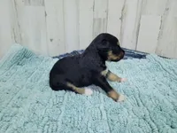 F1 Blackberry, a female Miniature Aussiedoodle for sale in Jacksonville, NC – 2 of 3