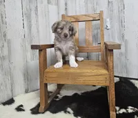 F1 Strawberry, a female Miniature Aussiedoodle for sale in Jacksonville, NC – 1 of 6