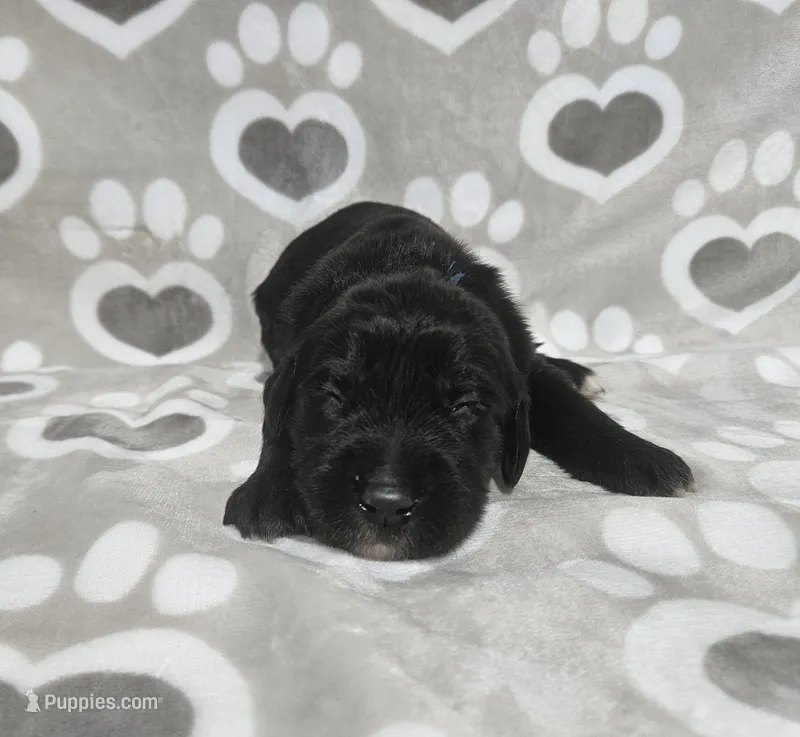 F1 Cucumber – Goldendoodle puppy for sale in Jacksonville, NC