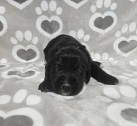 F1 Cucumber, a male Goldendoodle for sale in Jacksonville, NC – 1 of 3