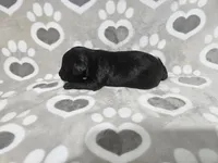 F1 SnowPea, a female Goldendoodle for sale in Jacksonville, NC – 3 of 3