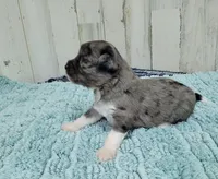 F1 Apple, a male Miniature Aussiedoodle for sale in Jacksonville, NC – 2 of 2