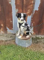 Walker, a male Miniature Australian Shepherd for sale in Jacksonville, NC – 3 of 4