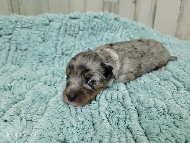 F1 Blueberry – Miniature Aussiedoodle puppy for sale in Jacksonville, NC