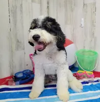 F1b Hardy, a male Miniature Bernedoodle for sale in Jacksonville, NC – 1 of 10