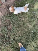 AKC male puppy, a male Shih Tzu for sale in Centralia, IL – 4 of 4
