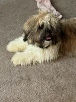 AKC puppy fe, a female Shih Tzu for sale in Centralia, IL – 4 of 6