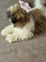 AKC puppy fe, a female Shih Tzu for sale in Centralia, IL – 3 of 6