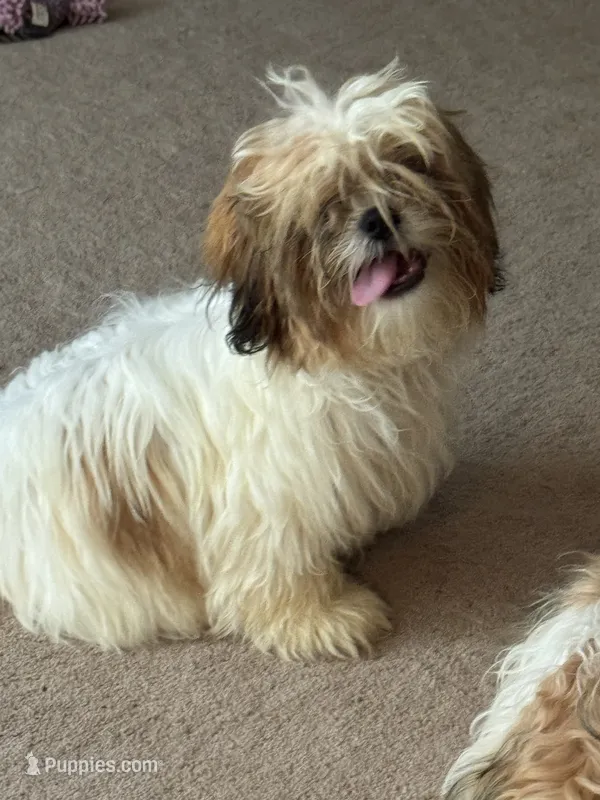 AKC male puppy – Shih Tzu puppy for sale in Centralia, IL