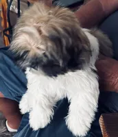 AKC puppy fe, a female Shih Tzu for sale in Centralia, IL – 2 of 2