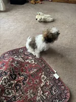 Lucky , a male Shih Tzu for sale in Centralia, IL – 3 of 4