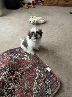 Lucky , a male Shih Tzu for sale in Centralia, IL – 4 of 4