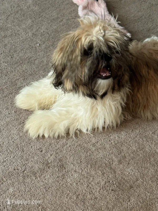AKC puppy fe – Shih Tzu puppy for sale in Centralia, IL