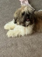 AKC puppy fe, a female Shih Tzu for sale in Centralia, IL – 1 of 6