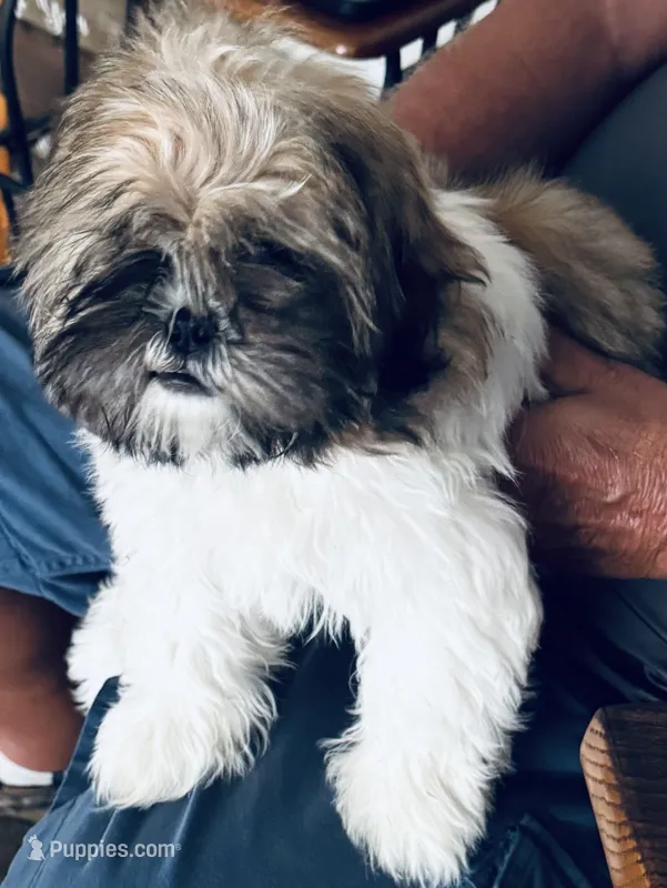 AKC puppy fe – Shih Tzu puppy for sale in Centralia, IL
