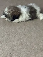 Lucky , a male Shih Tzu for sale in Centralia, IL – 2 of 4