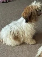 AKC male puppy, a male Shih Tzu for sale in Centralia, IL – 3 of 4