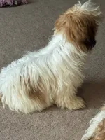 AKC male puppy, a male Shih Tzu for sale in Centralia, IL – 2 of 4