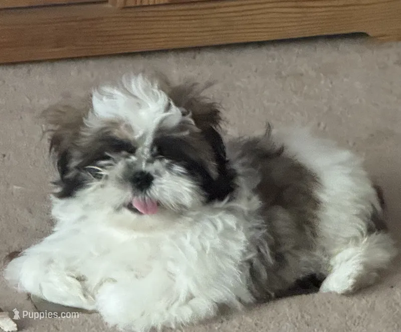 Lucky  – Shih Tzu puppy for sale in Centralia, IL
