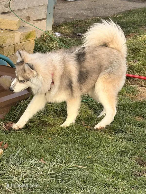 Bo – Pomsky puppy for sale in Warren, OH