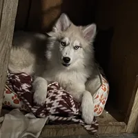 Bo, a male Pomsky for sale in Warren, OH – Photo 2 of 2