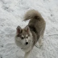 Bo, a male Pomsky for sale in Warren, OH – Photo 1 of 2