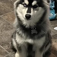 Layla, a female Pomsky for sale in Warren, OH – Photo 1 of 6