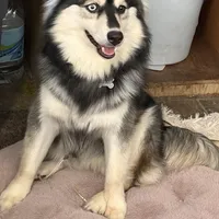 Layla, a female Pomsky for sale in Warren, OH – Photo 3 of 6