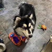 Layla, a female Pomsky for sale in Warren, OH – Photo 2 of 6