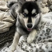 Layla, a female Pomsky for sale in Warren, OH – Photo 4 of 6