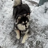 Layla, a female Pomsky for sale in Warren, OH – Photo 5 of 6