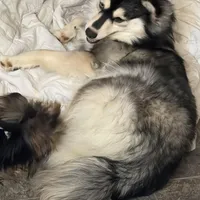 Layla, a female Pomsky for sale in Warren, OH – Photo 6 of 6