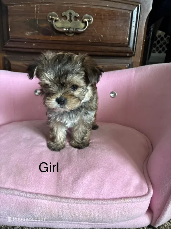 Dora – Yorkshire Terrier, Shichon puppy on hold in Colorado Springs, CO
