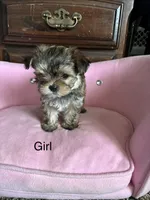 Dora, a female Yorkshire Terrier and Shichon for sale in Colorado Springs, CO – 1 of 1