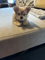 Lady, a female Yorkshire Terrier and Shichon for sale in Colorado Springs, CO – 3 of 4