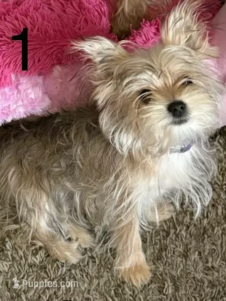 Lady – Yorkshire Terrier, Shichon puppy for sale in Colorado Springs, CO