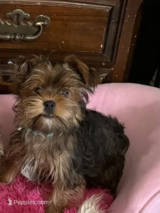 Buttercup – Yorkshire Terrier, Shichon puppy for sale in Colorado Springs, CO